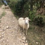 Fotografía animales ovejas entorno jacamaki